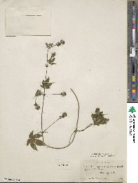 Humulus scandens image