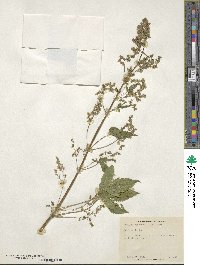 Humulus scandens image