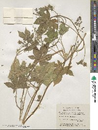 Humulus scandens image