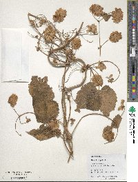 Humulus lupulus image