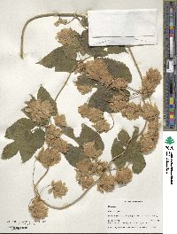 Humulus lupulus image