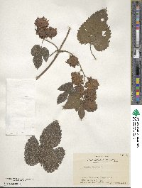 Humulus lupulus image