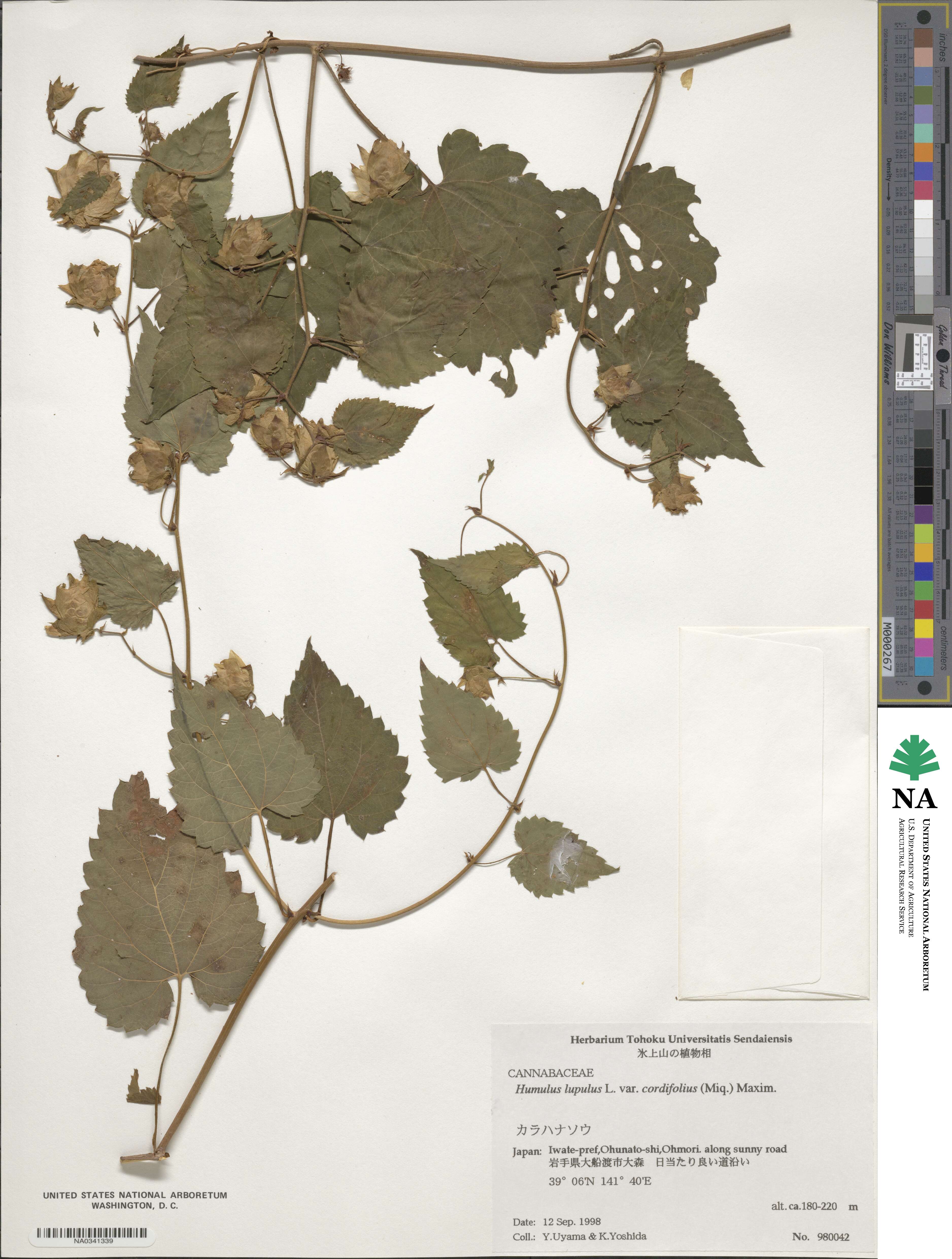 Humulus lupulus var. cordifolius image