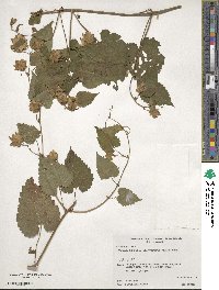 Humulus lupulus image