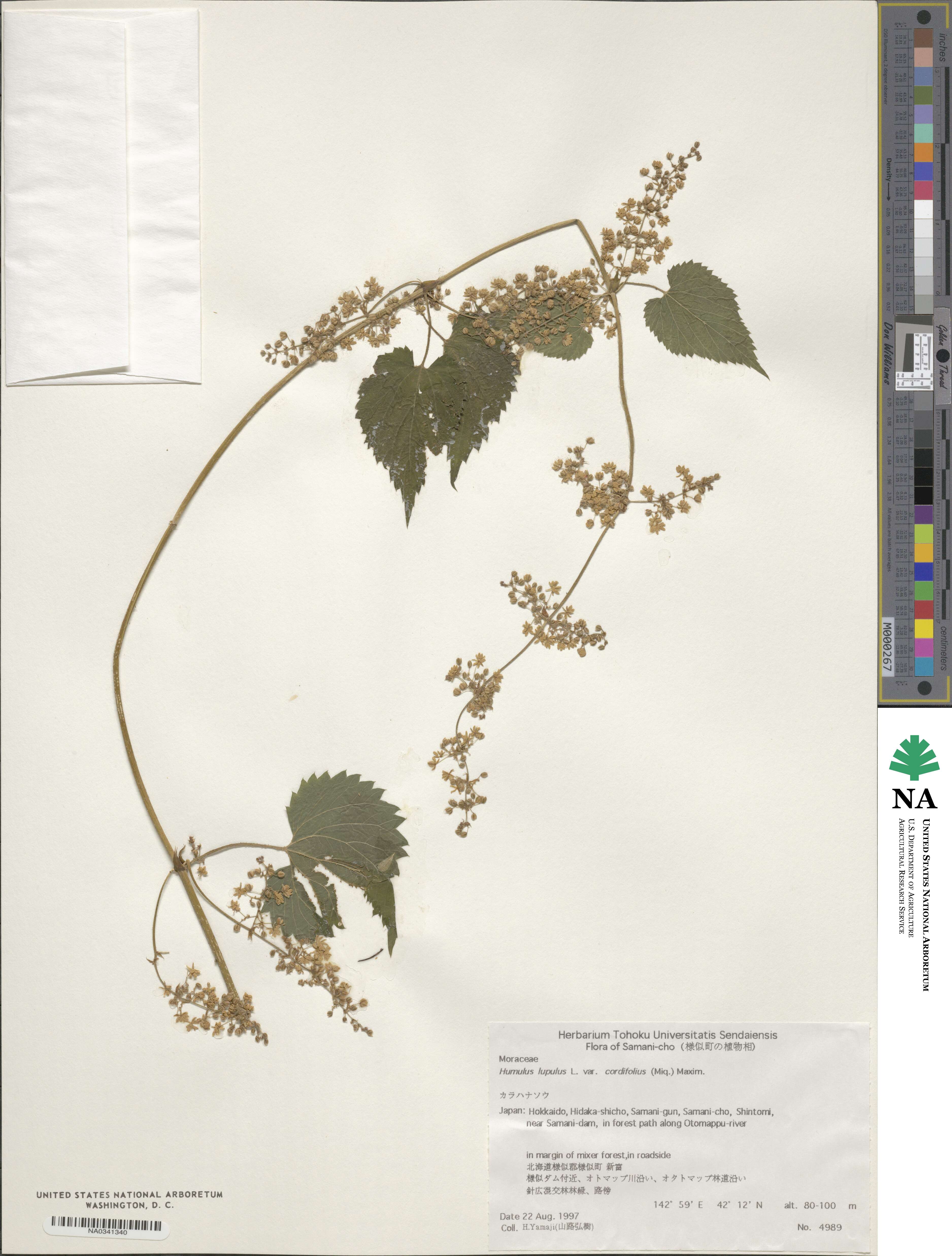 Humulus lupulus var. cordifolius image