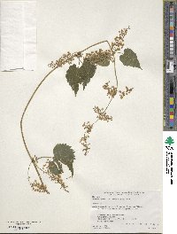 Humulus lupulus image