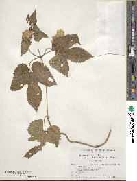 Humulus lupulus var. cordifolius image