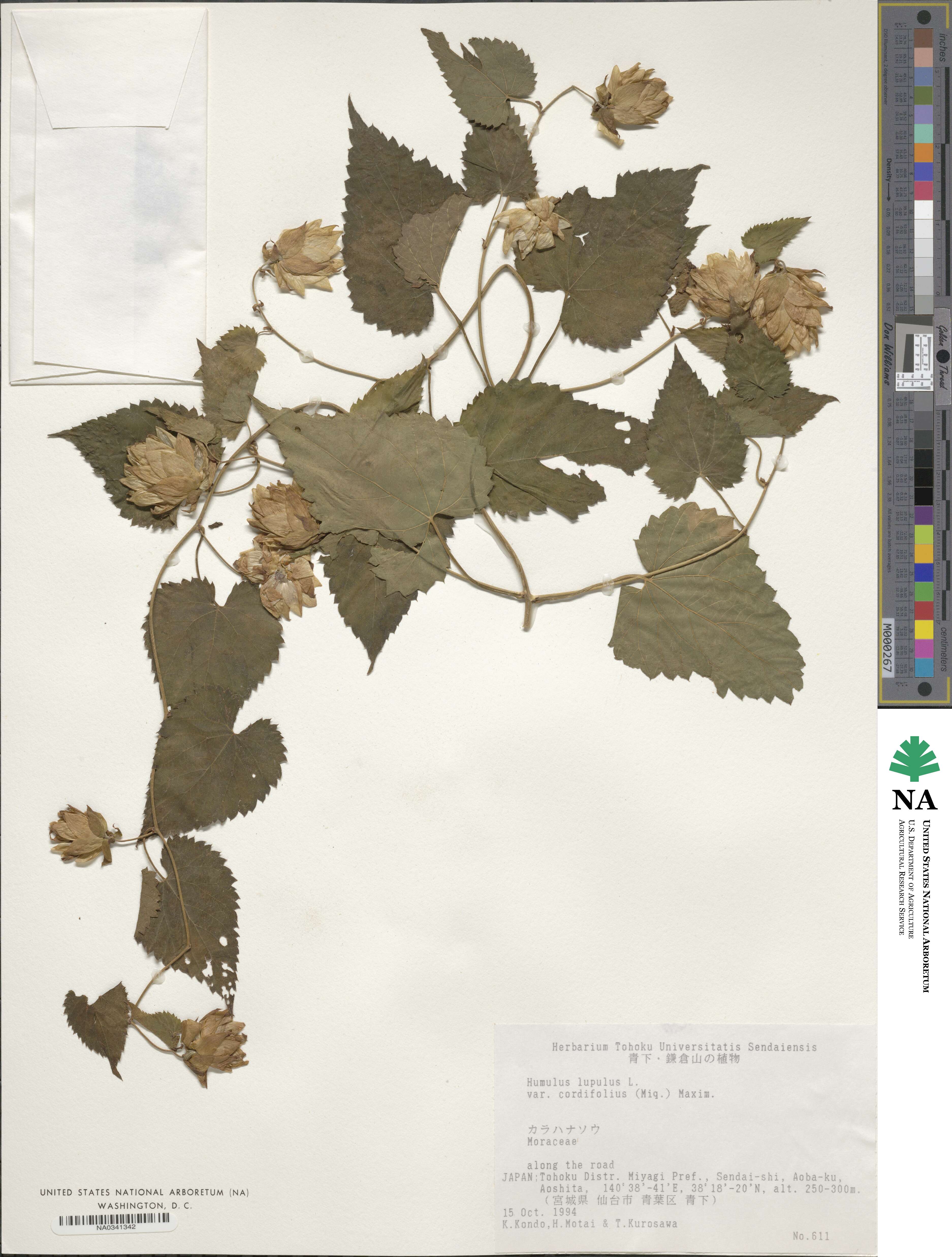 Humulus lupulus image