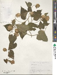 Humulus lupulus var. cordifolius image