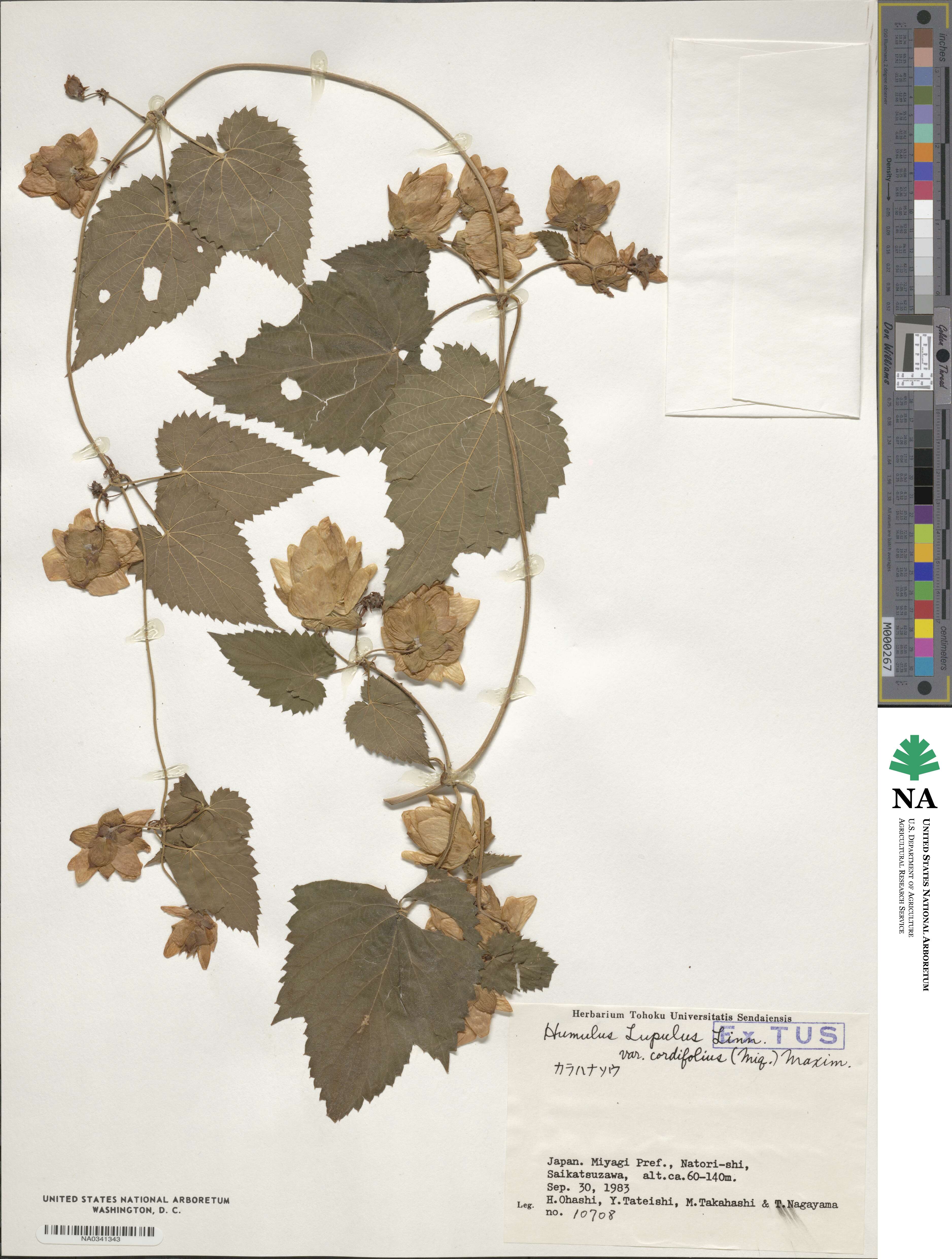 Humulus lupulus image