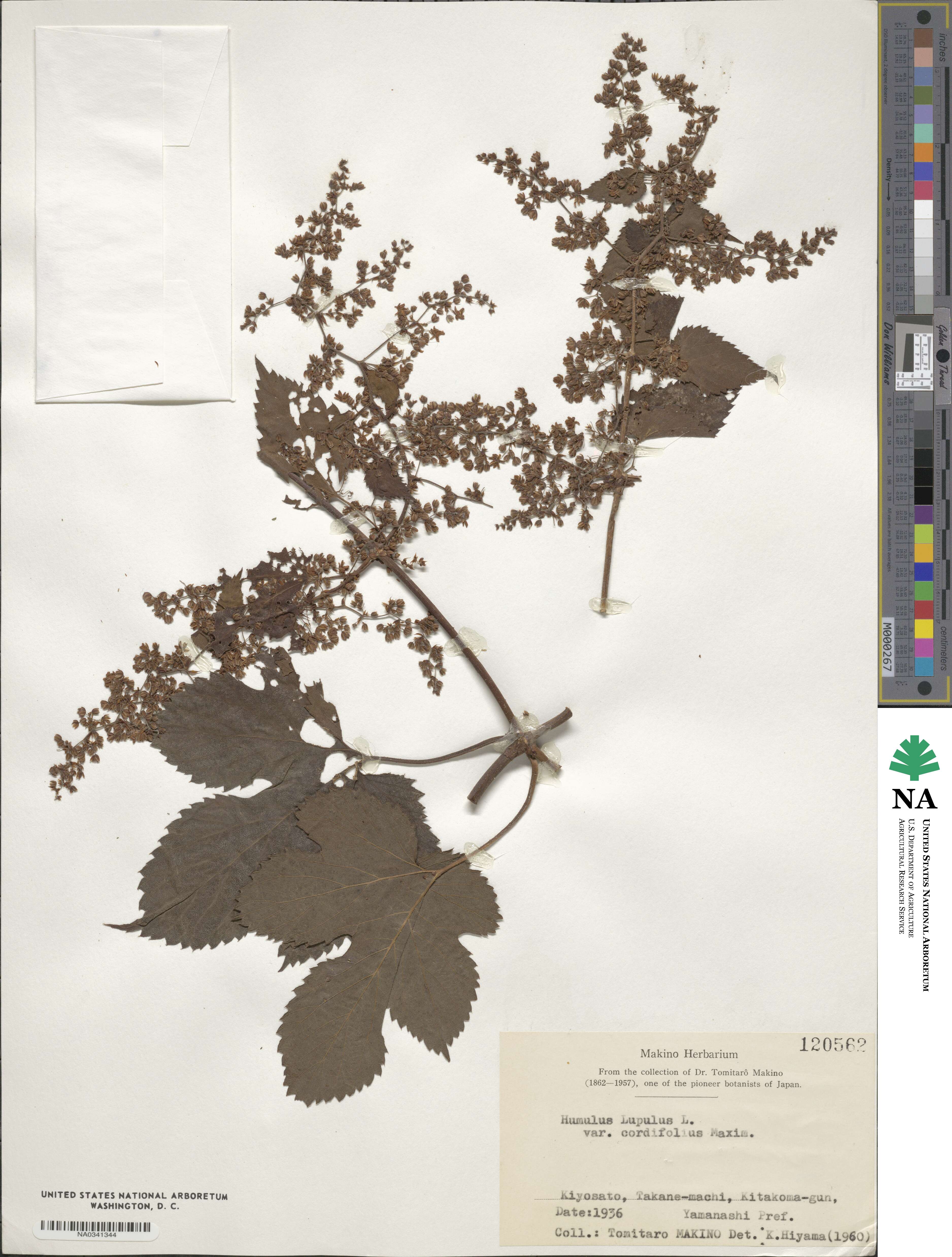 Humulus lupulus var. cordifolius image