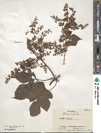 Humulus lupulus image