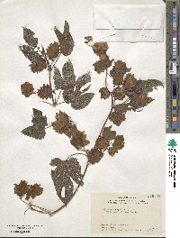 Humulus lupulus image