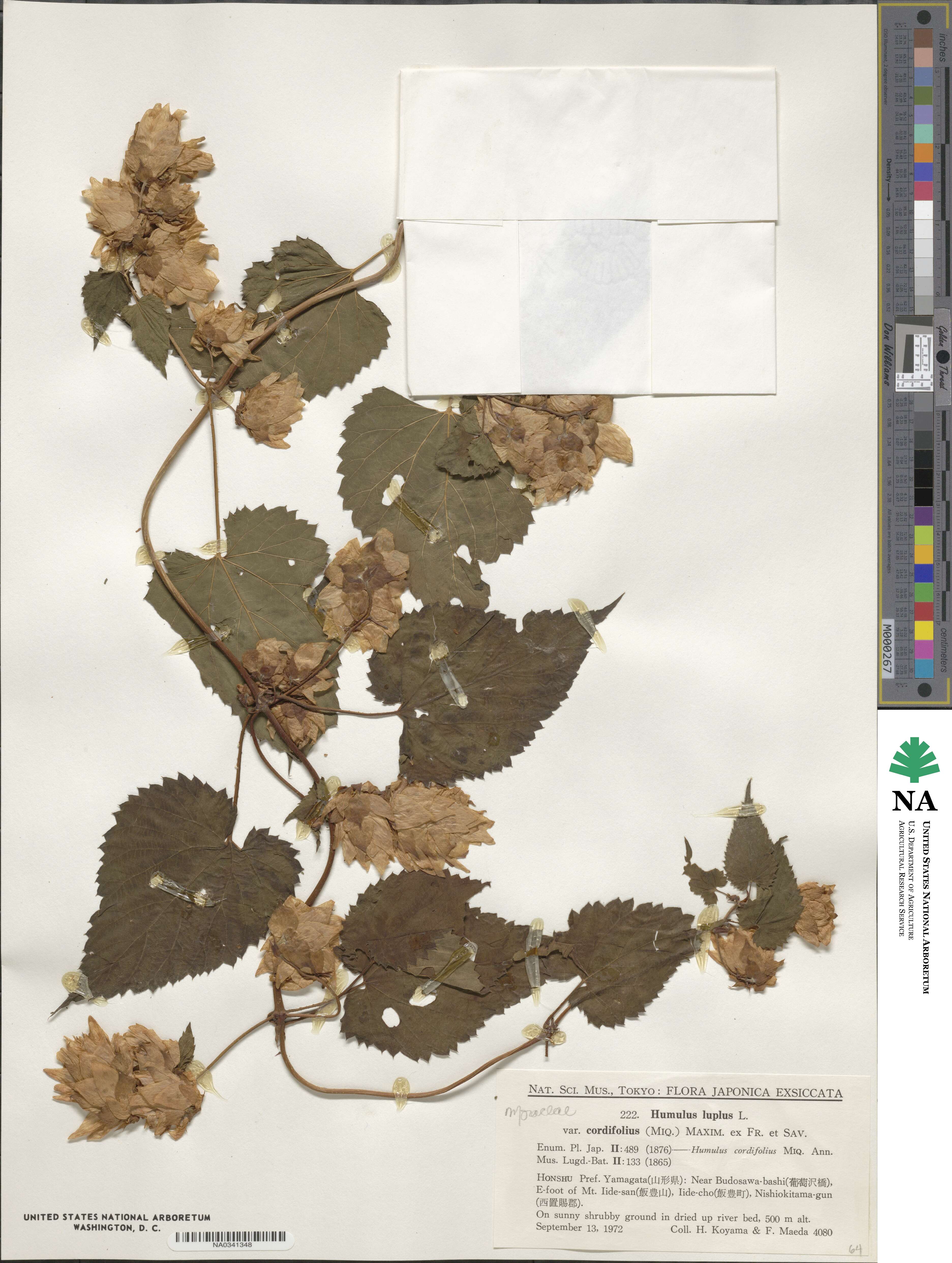 Humulus lupulus var. cordifolius image