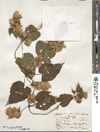 Humulus lupulus var. cordifolius image