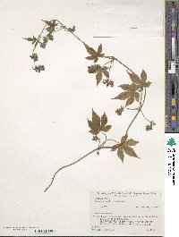 Humulus scandens image