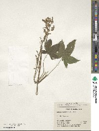 Humulus scandens image