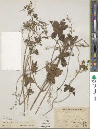 Humulus scandens image