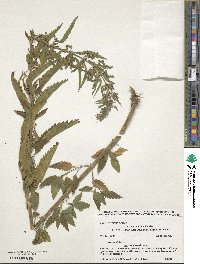 Urtica gracilis image