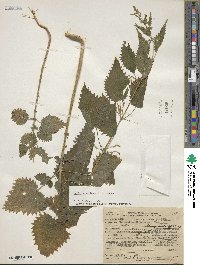 Urtica gracilenta image