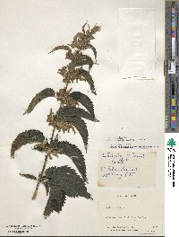 Urtica gracilis image