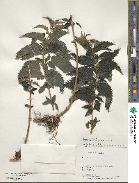 Urtica gracilis image