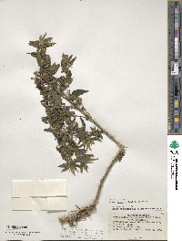 Urtica gracilis image