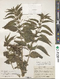 Urtica gracilis image