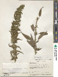 Urtica gracilis subsp. holosericea image