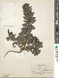 Urtica magellanica image