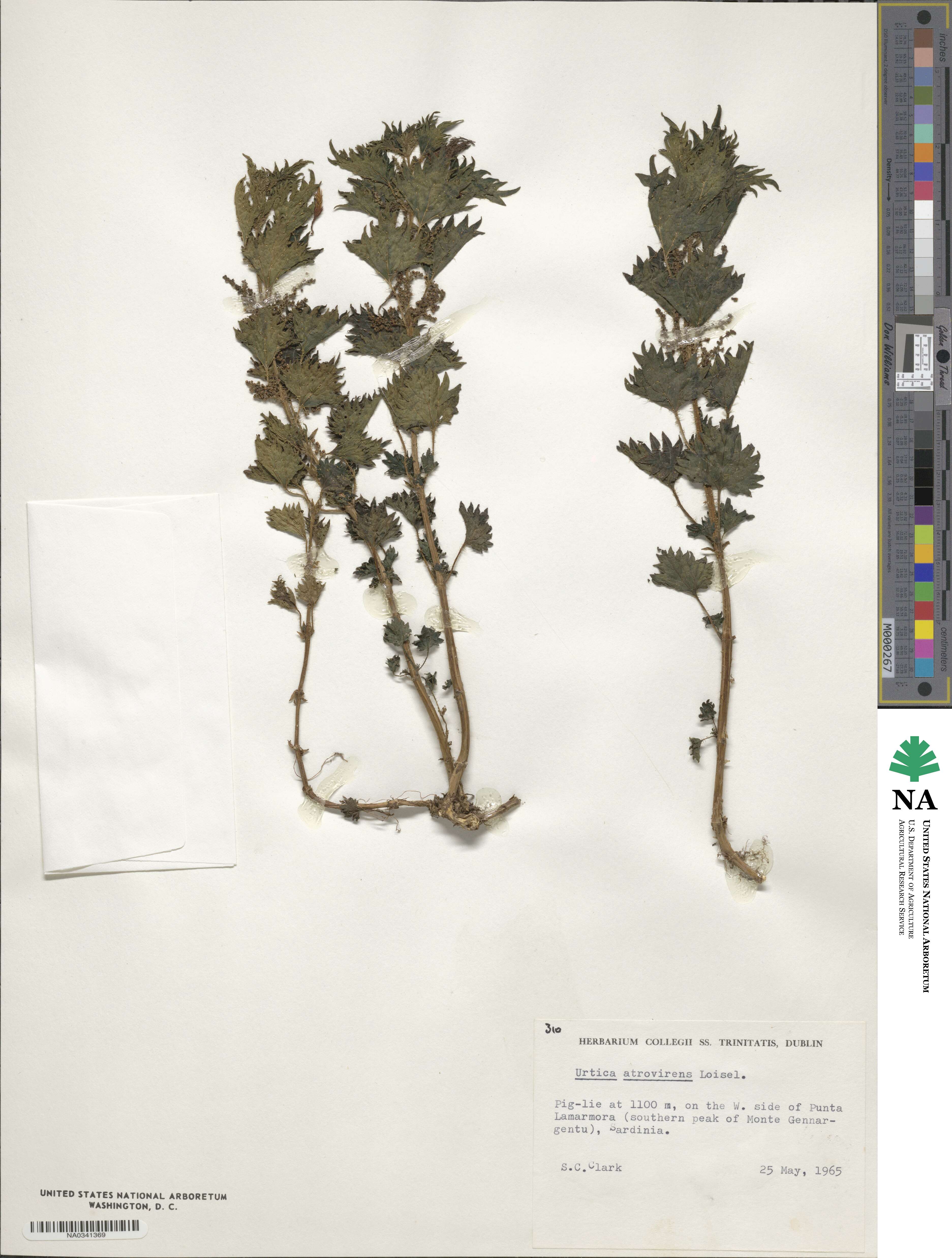 Urtica atrovirens image