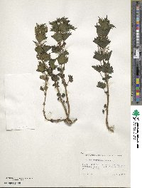 Image of Urtica atrovirens