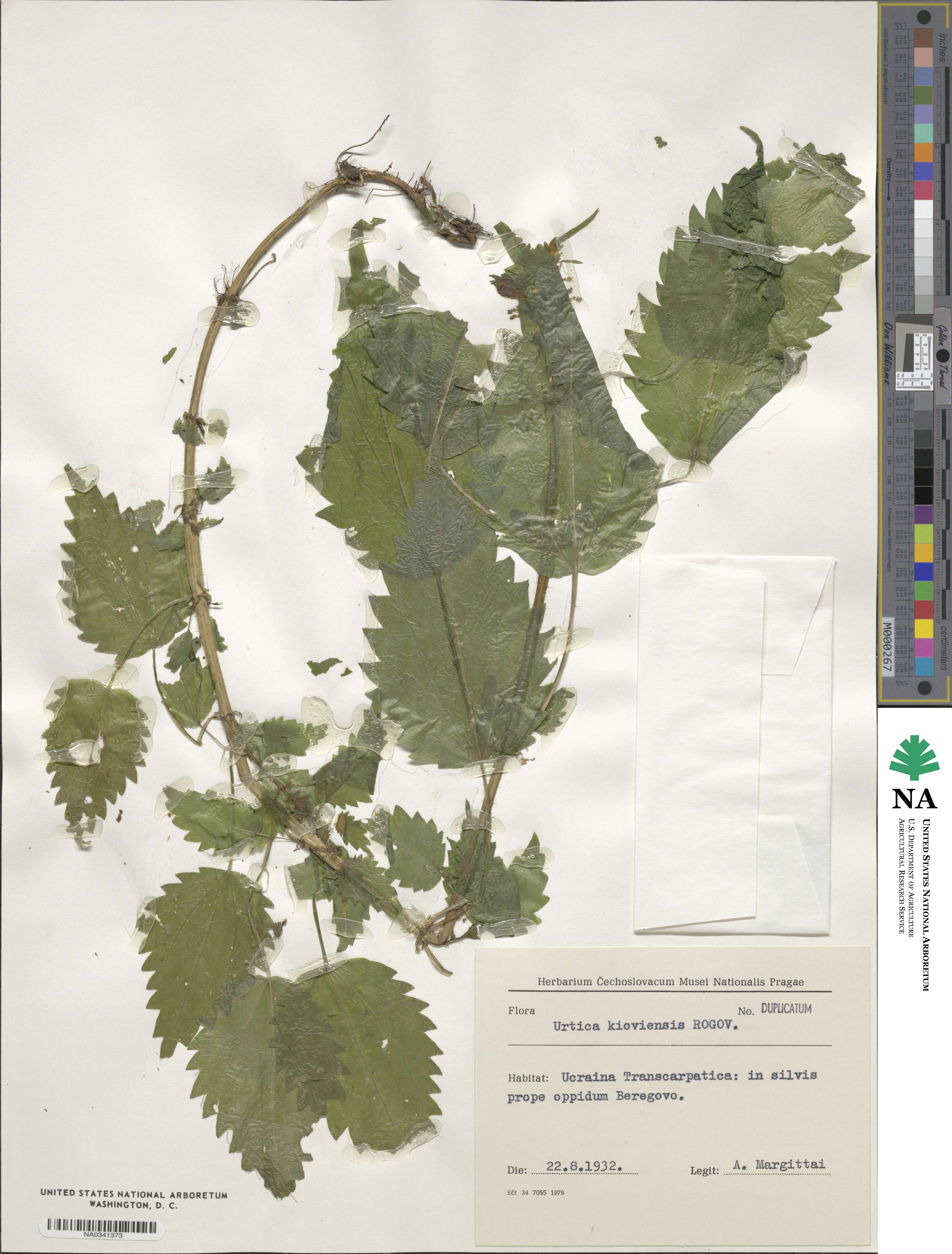 Urtica kioviensis image