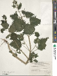 Urtica pilulifera image