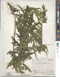 Urtica cannabina image