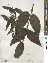 Urtica platyphylla image