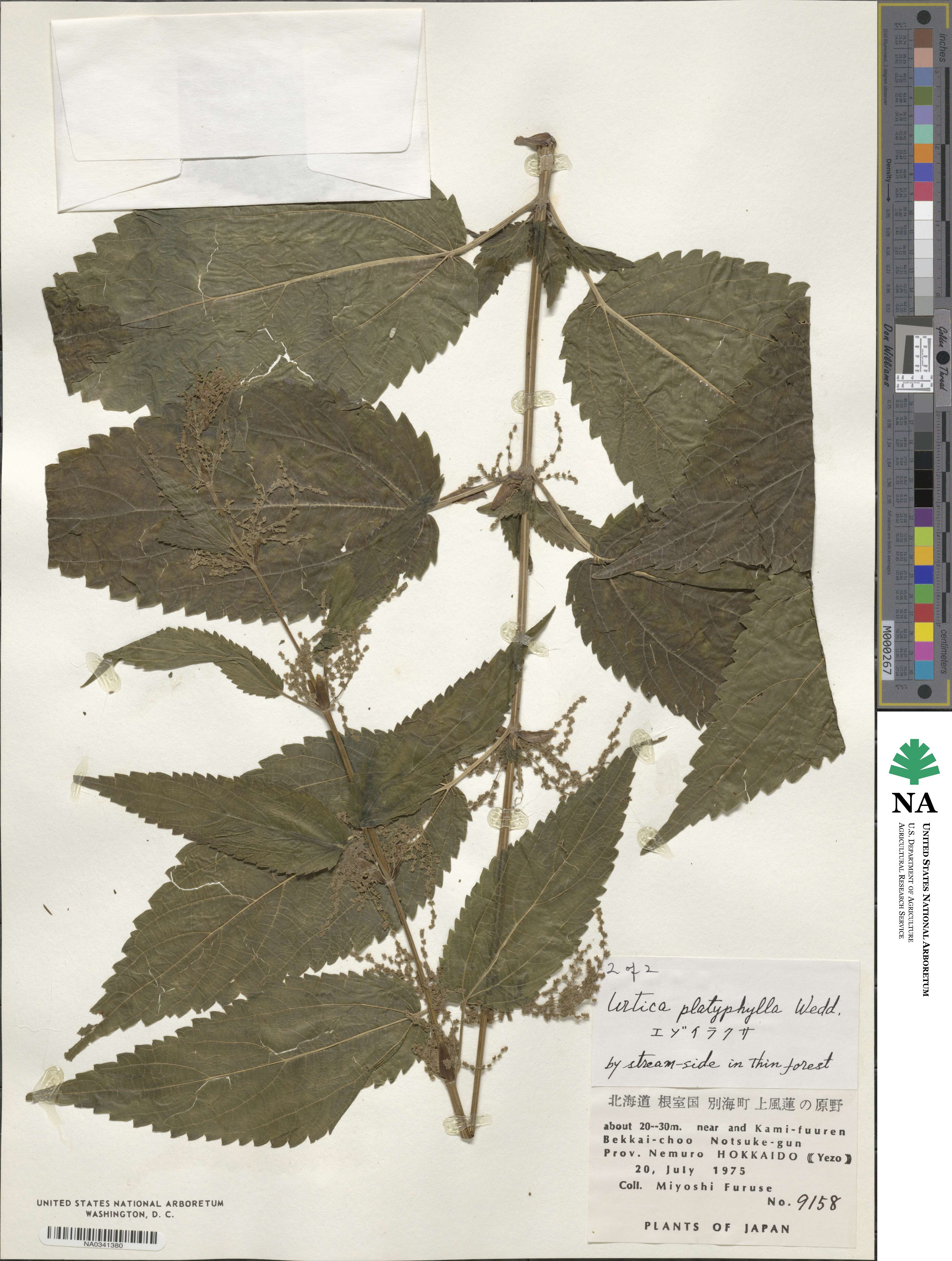 Urtica platyphylla image