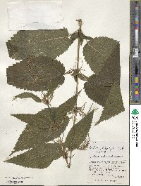 Urtica platyphylla image