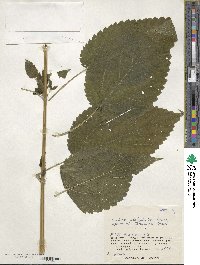 Urtica platyphylla image