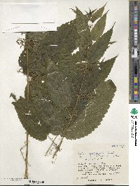 Urtica platyphylla image