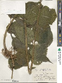 Urtica platyphylla image