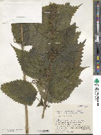 Urtica platyphylla image