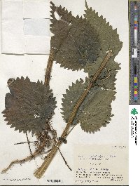 Urtica platyphylla image