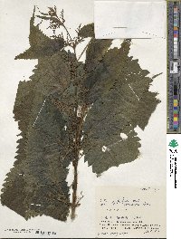 Urtica platyphylla image