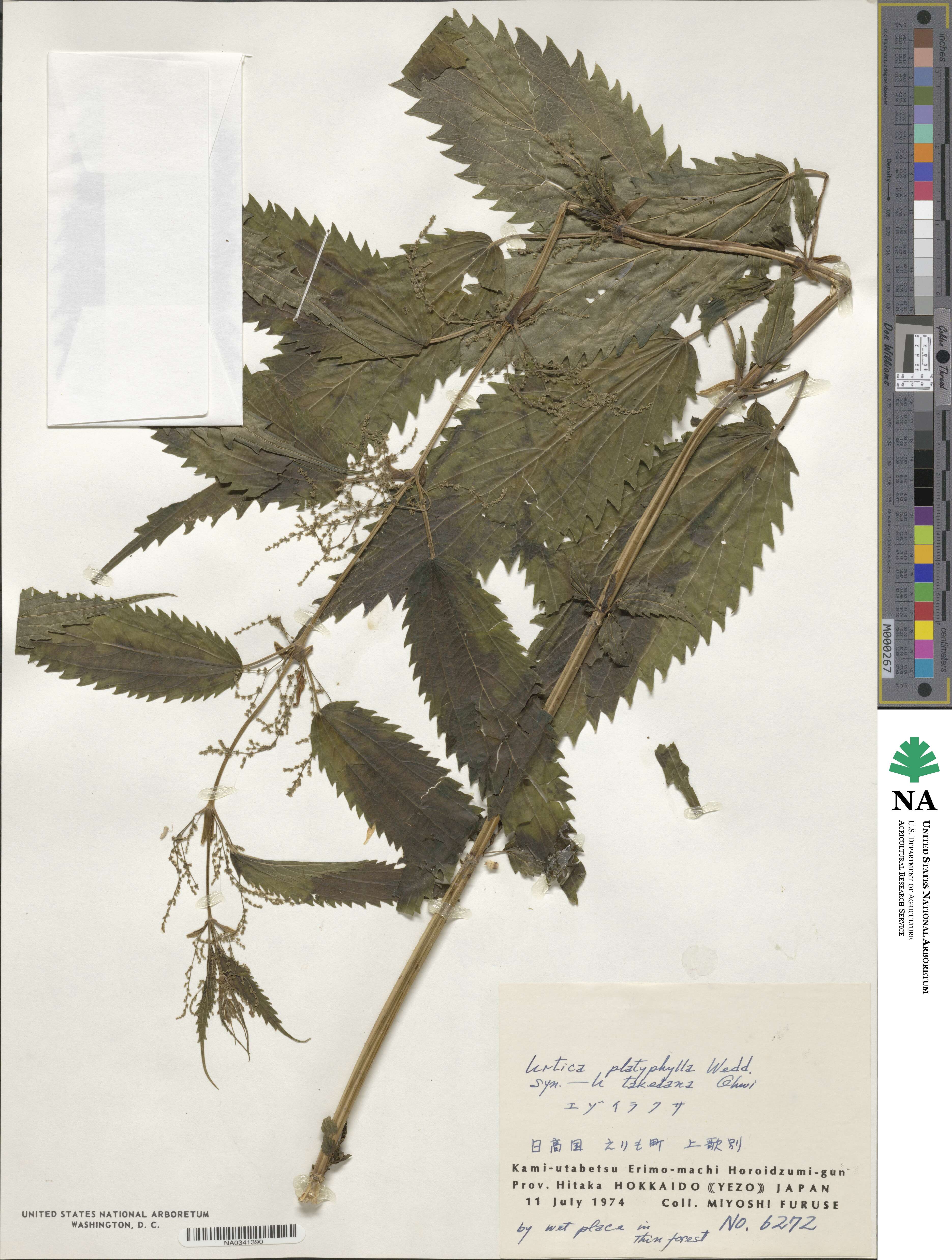 Urtica platyphylla image