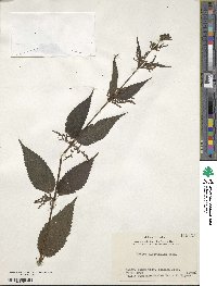 Urtica platyphylla image