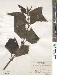 Urtica thunbergiana image