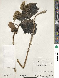 Image of Urtica australis