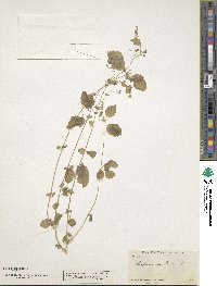 Hesperocnide tenella image