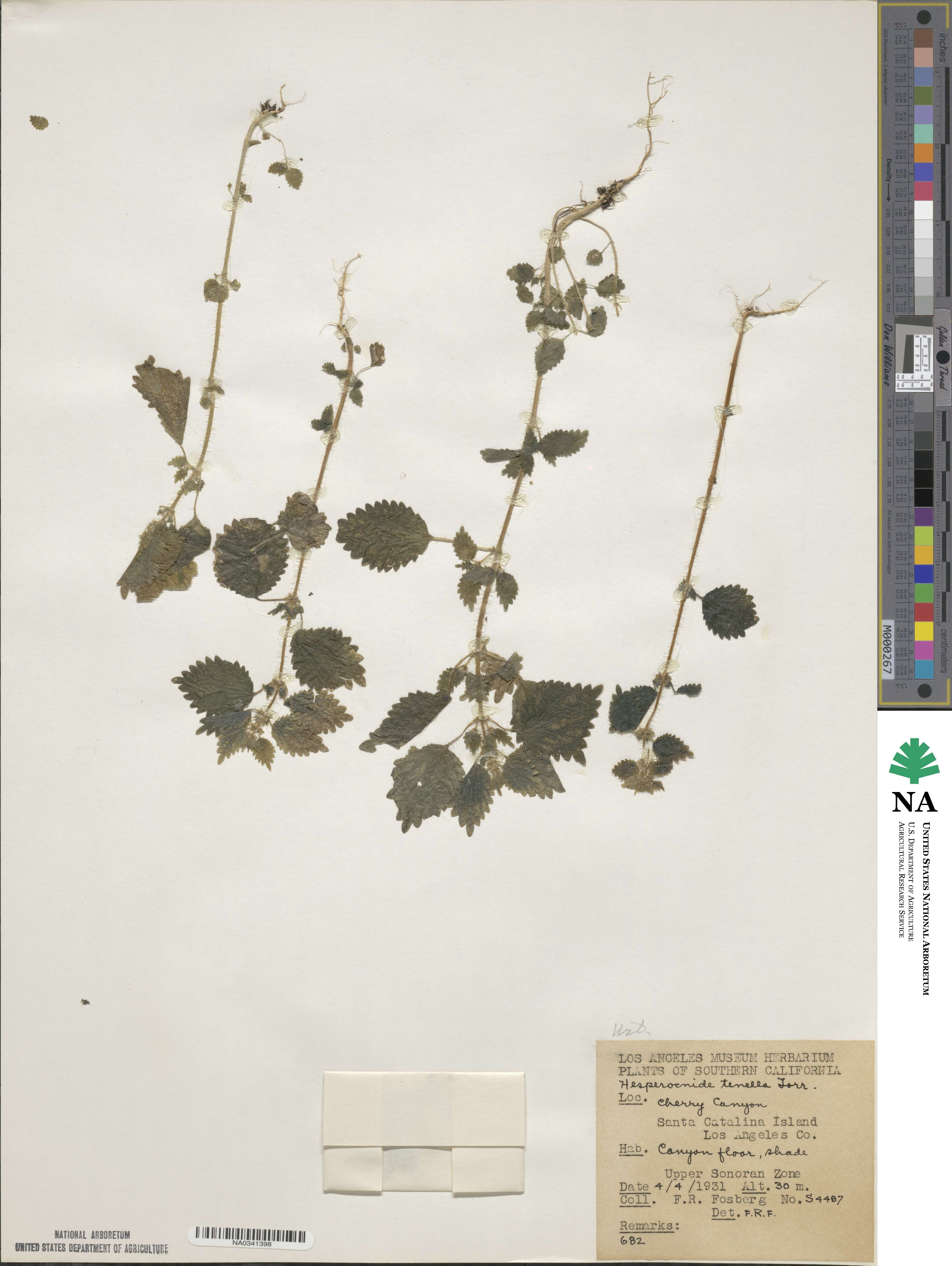 Hesperocnide tenella image